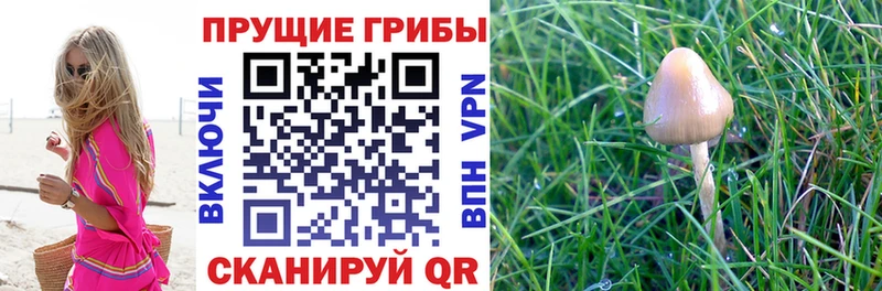 Псилоцибиновые грибы Psilocybine cubensis  Каргополь 